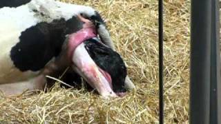 Fair Oaks Farm Indiana Cow having a calf Very cool [upl. by Bowyer]