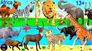 Animals  Lion Leopard Cheetah Elephant Zebra Giraffe Rhino Buffalo Camel Bongo Waterbuck 13 [upl. by Shamus]