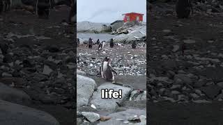 Penguins propose with pebbles 🐧💍 funfacts fyp penguin [upl. by Demetris571]