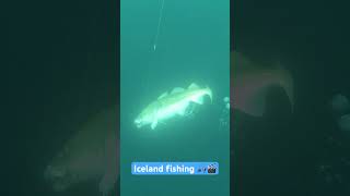 Iceland Atlantic cod amp wolffish fishing haldorado atlanticcod icelandadventure [upl. by Ilwain]