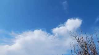 Thousands of Snow Geese Flying overhead Headed south in N California [upl. by Nyllaf]