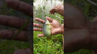 Fish Catching from the Village pound using Rate shorts fishing viral short [upl. by Yecart]