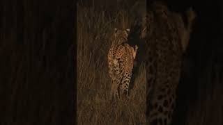 O Mais Versátil da Natureza 🐆 animals curiosidades [upl. by Idoj898]