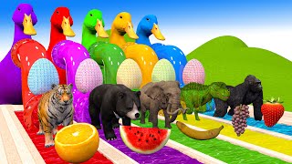 5 Giant Duck Cartoon Paint amp Animals Lion Gorilla BearTiger  Cow Wild Animals Crossing Fountain [upl. by Eralc]