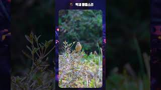 딱새 울음소리 Daurian redstart Sound birdsounds [upl. by Eerazed]