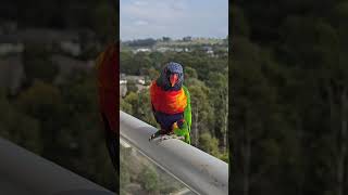 Rainbow Lorikeet on my Balcony Campbelltown Australia [upl. by Teodorico]