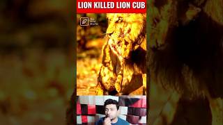 Lions take over and kill cubs  Lion killed his cubs  Shorts Video [upl. by Alexandria]