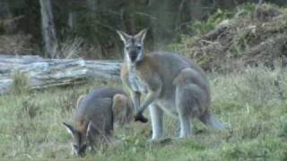 Australian Wildlife Wallabies courting [upl. by Devinne]