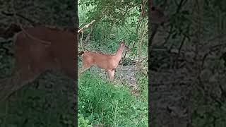 whitetail doe bleat sound hello deer😱🦌🥰deer [upl. by Carrington217]