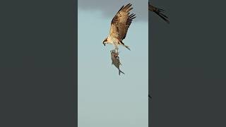 Osprey carries away a freshly filleted fish Where’s the delivery going [upl. by Orodoet359]