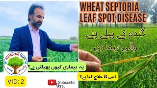 Wheat Leaf Disease Septoria II Wheat II Wheat disease II Review Research [upl. by Berkin]