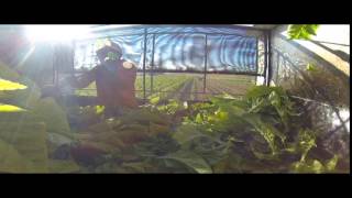 Roanoke Harvester Cutter Bars Gopro [upl. by Asir]