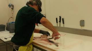 Filleting Dogfish [upl. by Lindell]