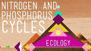 Nitrogen amp Phosphorus Cycles Always Recycle Part 2  Crash Course Ecology 9 [upl. by Acinelav577]