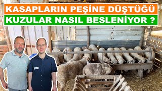 Kasapların Peşine Düştüğü Kuzular Nasıl Besleniyor [upl. by Anairt]