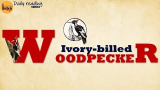 DAILY READING SERIES I Ivory billed Woodpecker [upl. by Jeff]