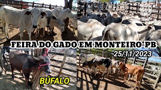 Feira de Gado na Cidade de Monteiro na Paraíba dia 25112023 [upl. by Pentheam515]