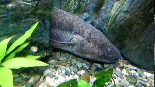 LUNGFISH BREATHING AIR [upl. by Mayhew738]