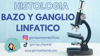 Histología para Medicina Organos linfáticos 2 Bazo Y ganglio linfático [upl. by Truscott]