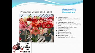 Fiche technique Amaryllis Hippeastrum Plante dintérieur Vivace [upl. by Buckden]