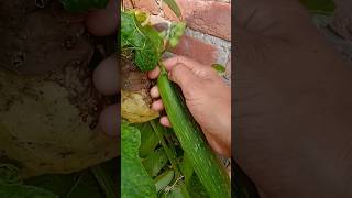 Harvesting vegetablesfarmingshort shortstrendingyoutubeshortsharvest trending [upl. by Grosmark]