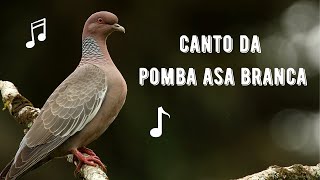 Canto da Pomba Asa Branca  Pombão  Pomba Carijó  Picazuro Pigeon  Patagioenas Picazuro [upl. by Nevek]