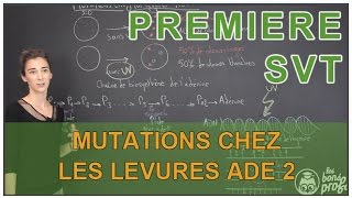 Mutations chez les levures Ade 2  SVT  1ère  Les Bons Profs [upl. by Bray]