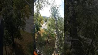 Gas lone down there treework tree rigging climber climberlife climb climbhigh [upl. by Venuti]