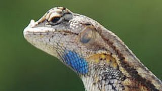 Blue Belly Lizard [upl. by Malamut492]