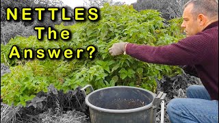 Stinging Nettles The Secret Ingredient for a Healthy Garden [upl. by Bret]