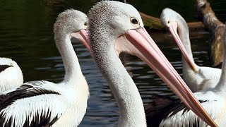 WeltVogelpark Walsrode  Brillenpelikan  Australian Pelican [upl. by Bowes]