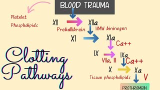 Blood Clotting ❣ The Intrinsic and Extrinsic Pathways  Easy Illustrations💃 [upl. by Card]