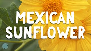 How to Grow  Mexican Sunflower Tithonia diversifolia [upl. by Salomo]