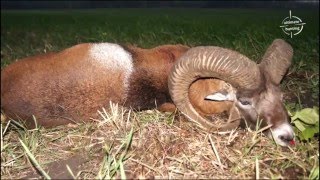 Mouflon hunts with wwwultimatehuntingeu Gold medal trophies  hunting in Poland [upl. by Ailemap81]