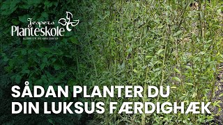 Sådan planter du din luksus færdighæk [upl. by Michal]