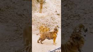 Tiger vs Lion fight [upl. by Nnahgem]