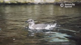 Welcome to the colony murre chick [upl. by Ryter849]