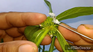 Lamiaceae Leucas taxonomic workout Botany [upl. by Folsom]