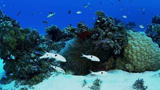 Scuba Diving from the Marshall Islands Kwajalein Atoll Diving Mann 16 September 2024 [upl. by Einoj198]