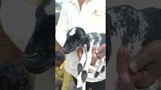 VM Sheep Farmsheepfarm sheeps goat animals achampet youtubeshorts viralshort short [upl. by Madelena679]