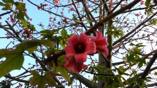 Brachychiton discolor  Lacebark Tree  Lace Kurrajong  Pink Kurrajong  HD 01 [upl. by Alyn882]