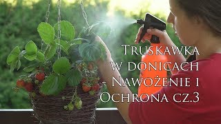 Nawożenie i pielęgnacja Cz 3 – Uprawa truskawek wiszących i pnących w donicach na balkonie [upl. by Urana57]