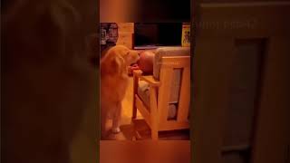 Try Not to Laugh Hilarious Dogs Waking Up Their Owners [upl. by Enovi319]