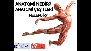 Anatomi nedir  Anatomi çeşitleri nelerdir [upl. by Bunting]