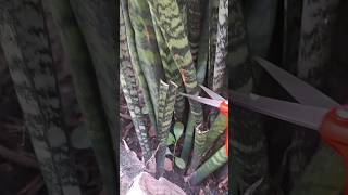 How To Propagate Snake Plant in Water propagation snakeplant sansevieria shorts [upl. by Laud]