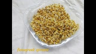 Fenugreek Sprouts Methi Dana Sprouts Sprouting Seeds [upl. by Ahsikan]