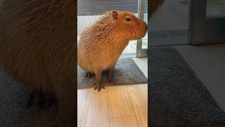 capybara capibara capybaramemes dalat [upl. by Iak]