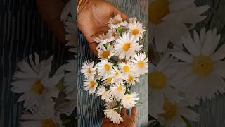 Not Real Realistic Paper Flowers shorts diy flowers craft [upl. by Inan629]