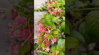 Madhumalti Plant 🎋🌿garden nature madhumalti flowers gardening shorts [upl. by Aphrodite]