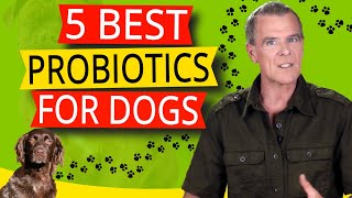 Best Natural Probiotics For Dog Skin Allergies 5 BEST Probiotics For Dogs [upl. by Seibold]